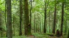 Érdemes vadabbnak hagyni az erdőinket