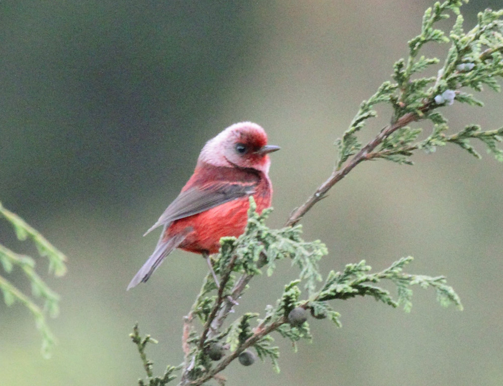 Ergaticus_versicolor