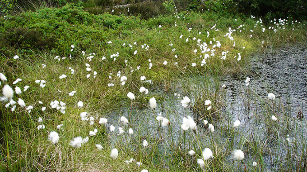 eriophorum_vaginatum_001.jpg