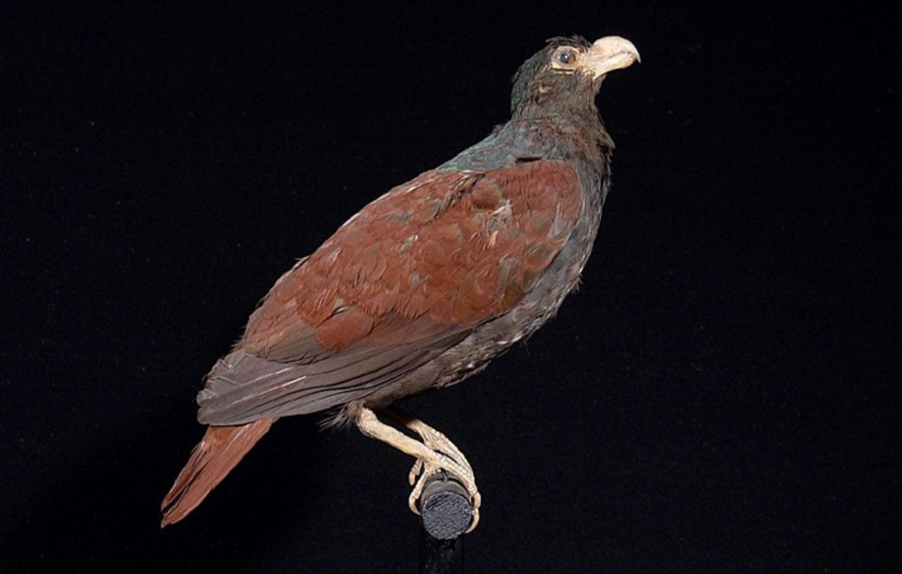 ersity_Center_-_ZMA.AVES.56900_-_Didunculus_strigirostris_Jardine,_1845_-_Columbidae_-_skin_specimen