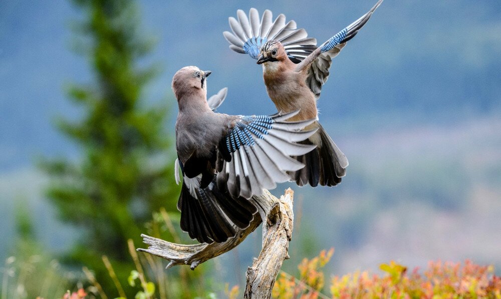 Eurasian jay (Garrulus glandarius)