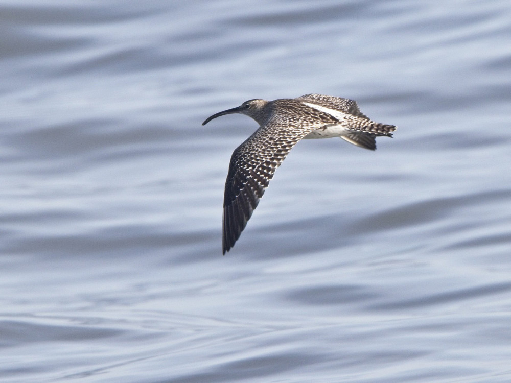 Eurasian Whimbrel (Numenius phaeopus) in flight over the sea, Cornwall, England, UK.