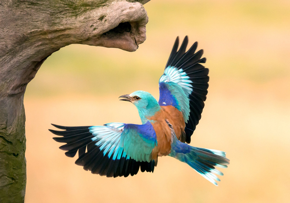 European roller in flight