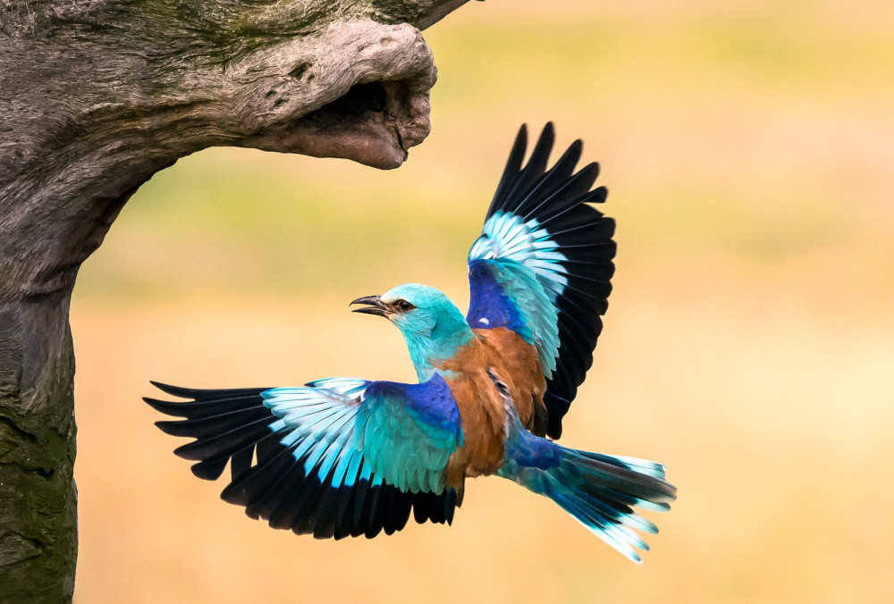 European roller in flight to his nest, clean yellow background, Hungary, Europe