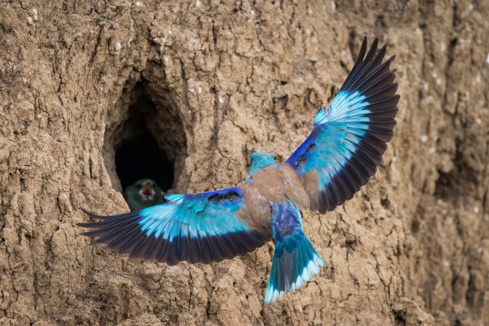 European roller or coracias garrulus in flight near by nest hole