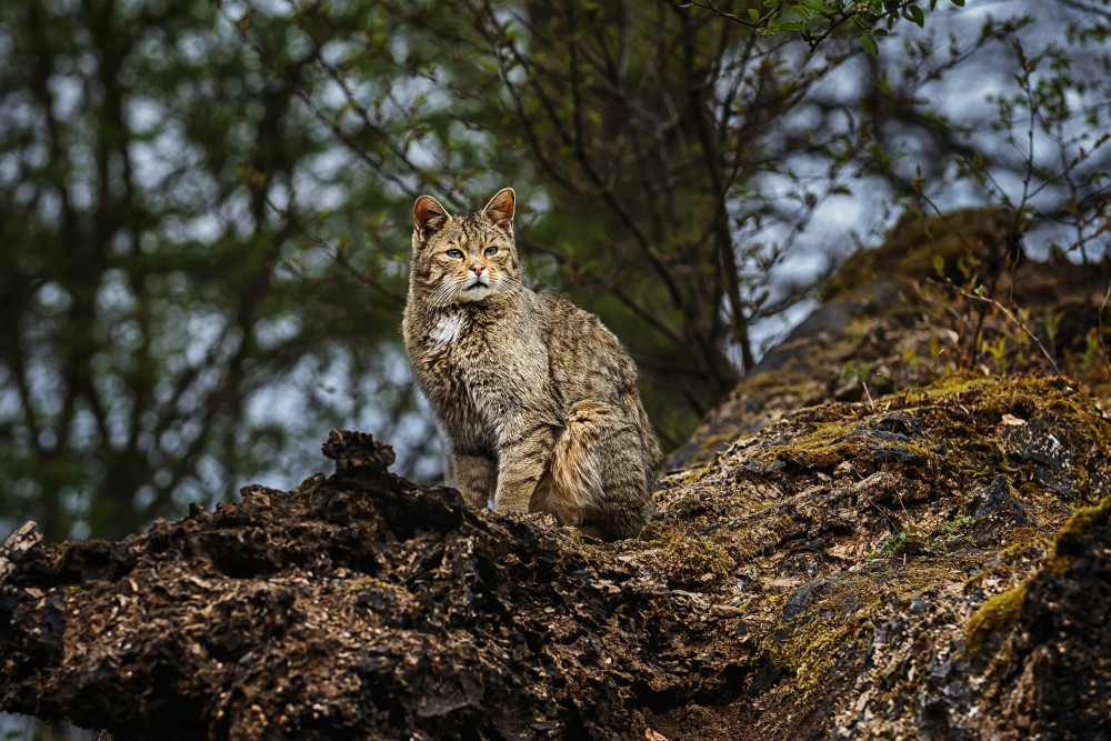 European wild cat (Felis silvestris) looking sweet in the forest