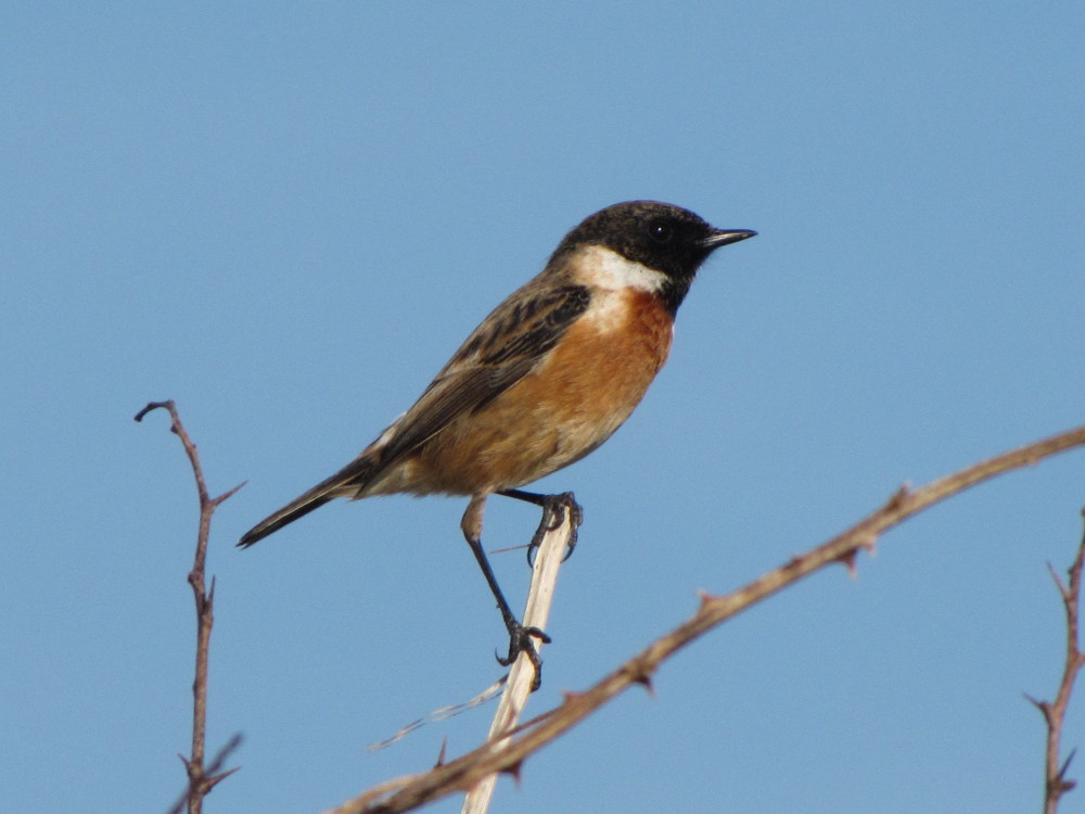 European_Stonechat