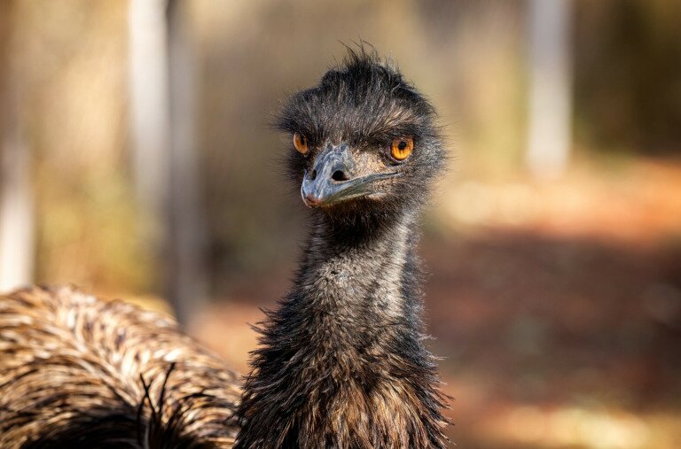 Emu kóborolt Gárdonyban