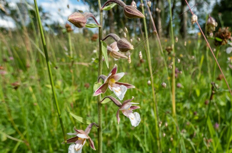 Különleges orchideaféle lett az idei év vadvirága