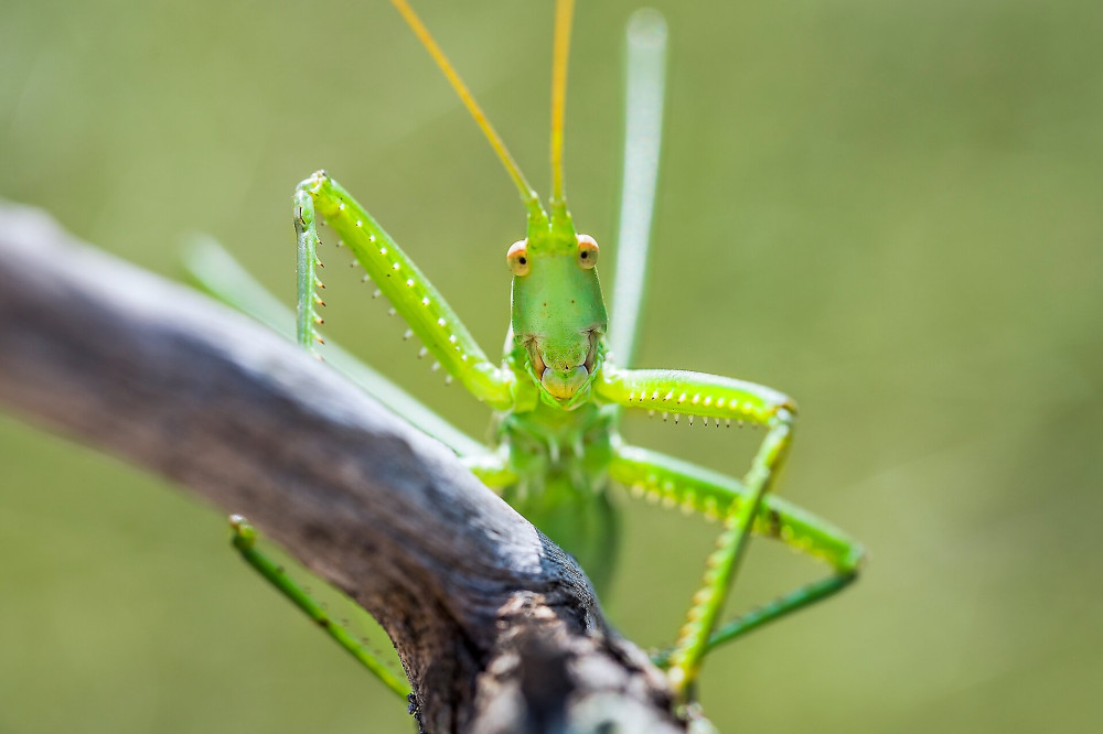 FAJKEP fureszlabu szocske FOTO Adobe Stock Simon Kovacic