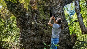 Faóriások nyomában Somogyban és Baranyában