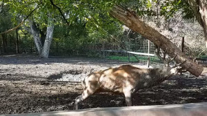 Farönkön vezeti le a feszkót a Körösvölgyi Állatpark gímszarvasbikája