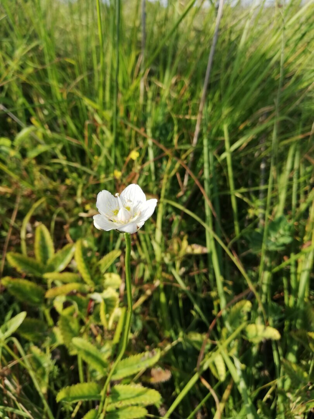 fehermajvirag-parnassia-palustris-a70f7ac0-1645834