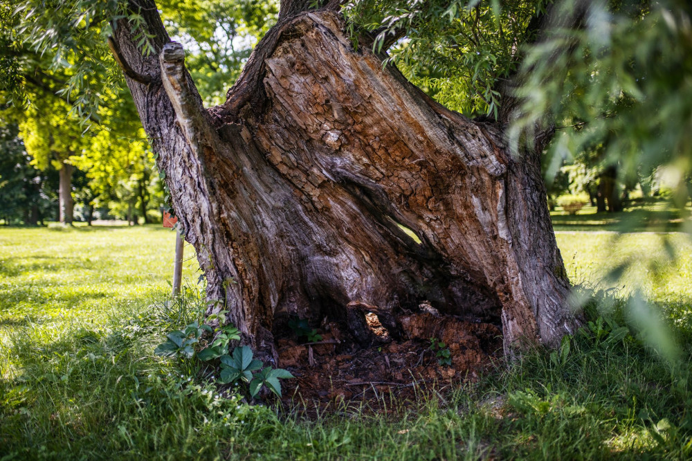 Fehervarcsurgoi-kastelypark-kivansag-fa-1