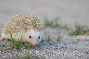 Félalbínó sünmamát mentett a Szegedi Vadaspark