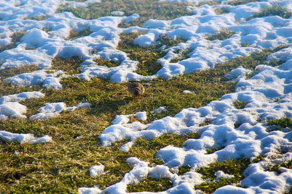 First early bird (sky lark (Alauda arvensis) arrived from South