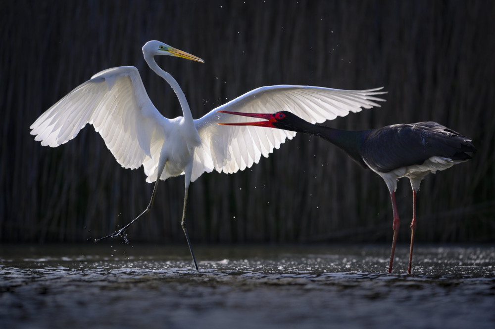 Fish are abundant in this small lake in Csongrad County so birds frequent it in large numbers for a great feast. Great egrets and Black storks are a usual sight as well as different herons, cormorants and spoonbills. A spot of heaven for birds. But where there is food conflicts are inevitable. Egret