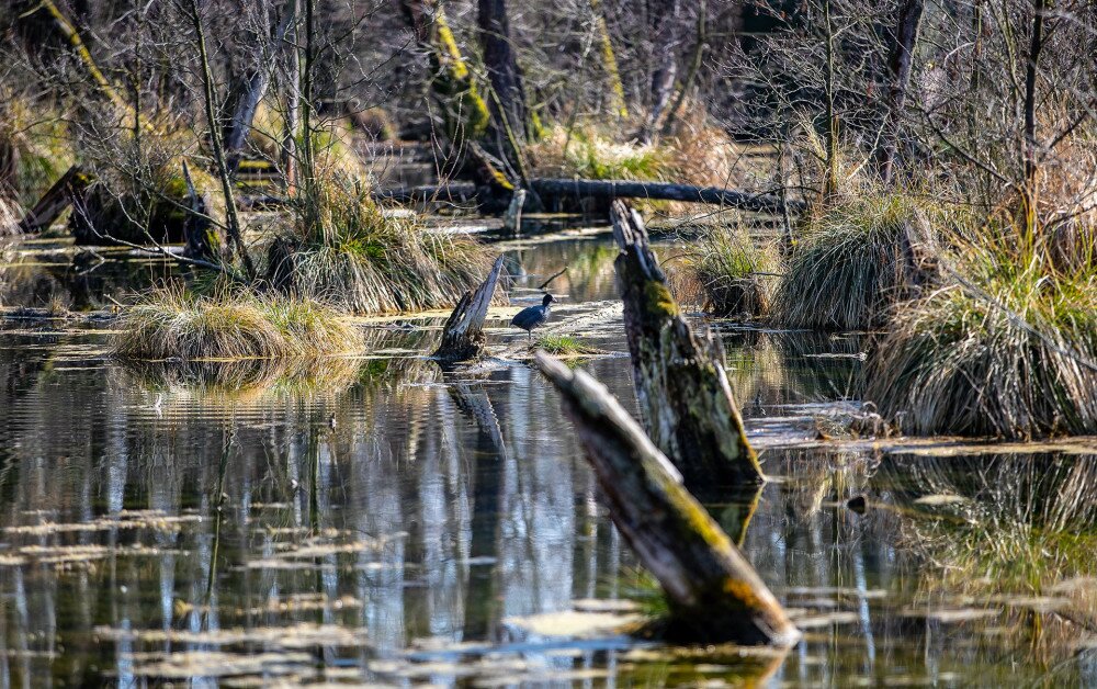 FI_varosi_seta_tata-fenyes tanosveny szarcsa másolat