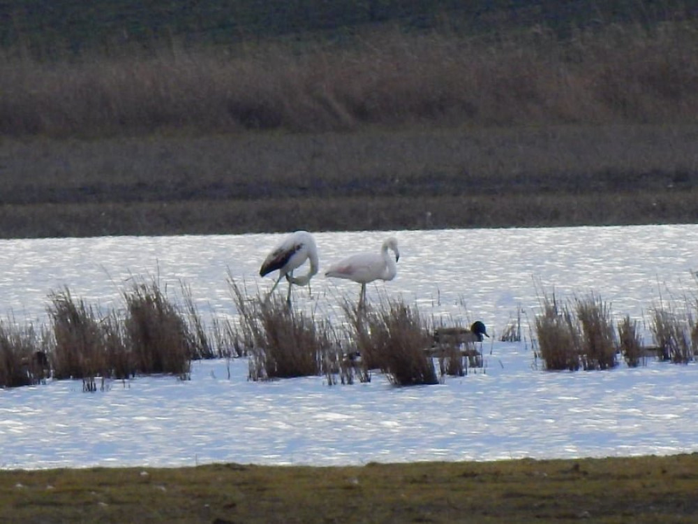 flamingo-barkoczi-andras