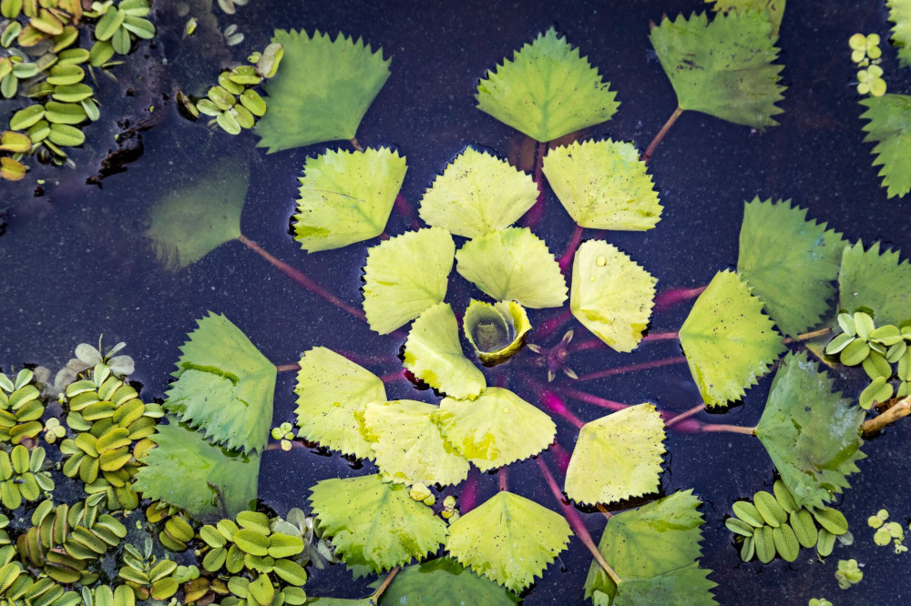 floating annual aquatic plant water caltrop trapa natans also known as water chestnut,water chestnut, buffalo nut, bat nut, devil pod, ling nut, lin kok, mustache nut or singhada.