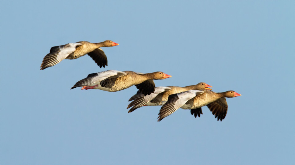 Flock of greylag goose flying against clear blue sky at sunset