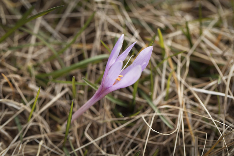 Flower of an autumn crocus (Colchicum autumnale) in a meadow.