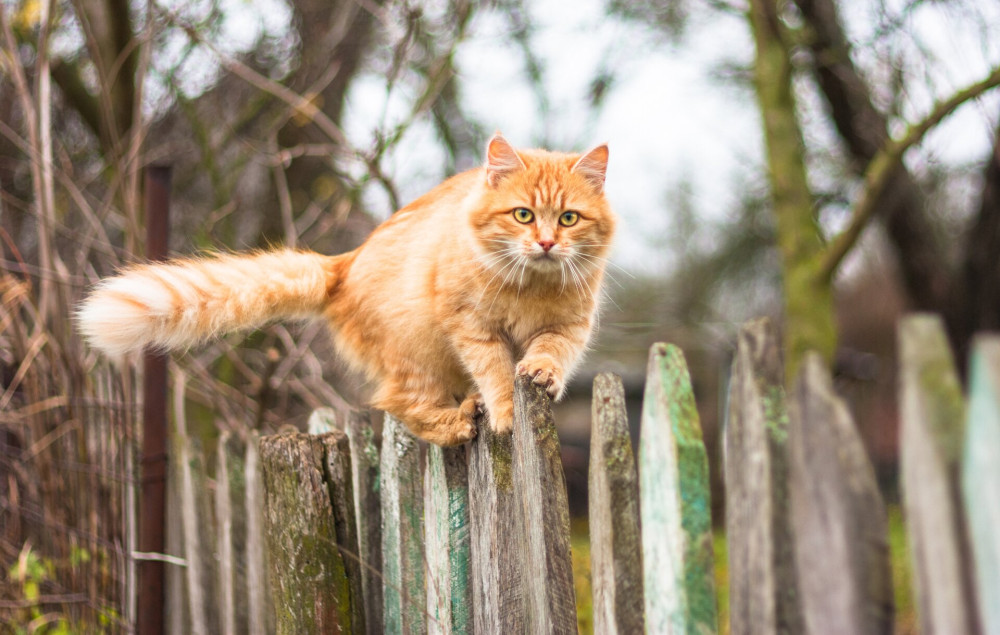 Fluffy ginger tabby cat walking on old wooden fence