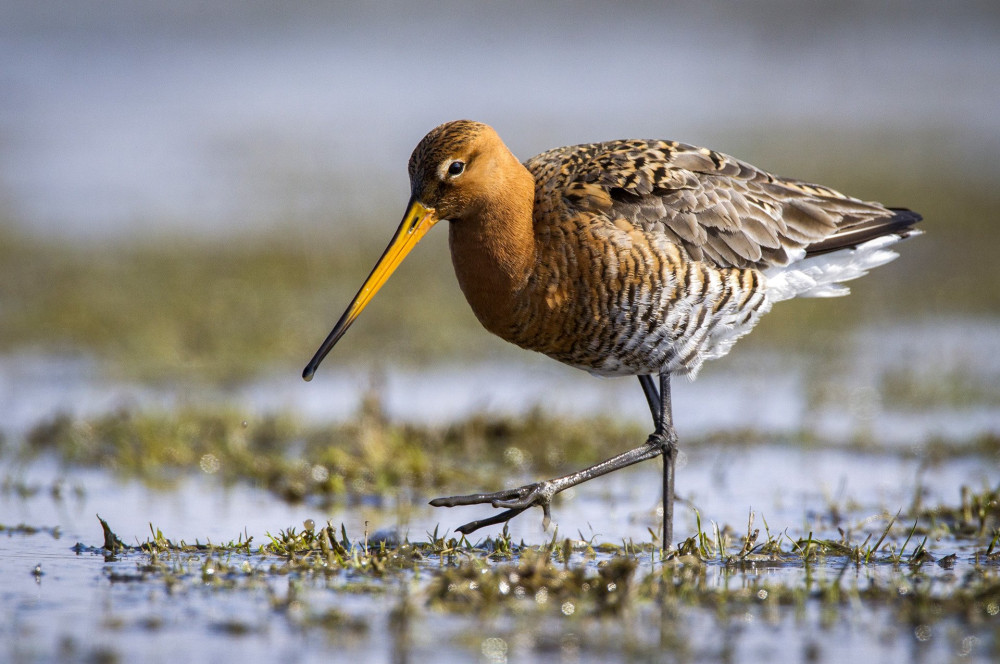 Foeragerende Grutto, Black-tailed Godwit foraging