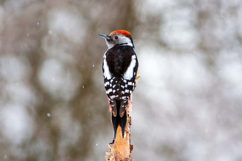 Forest bird, middle spotted woodpecker (dendrocoptes medius), sits on a dry branch of a tree in a clearing in a forest park in early spring.