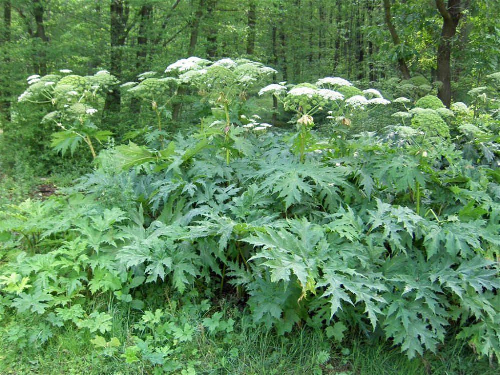 Forrás: botanische-spaziergaenge.at