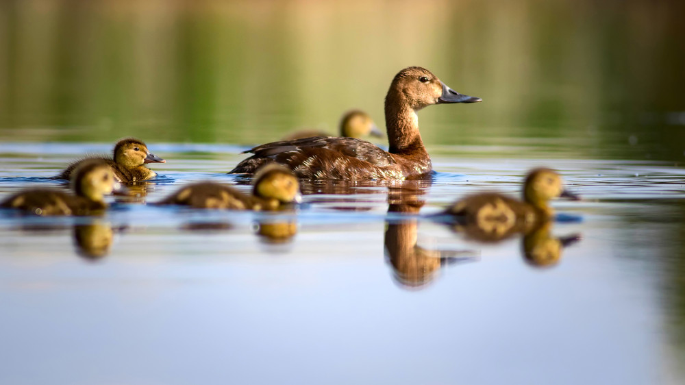 Fotó: Adobe Stock