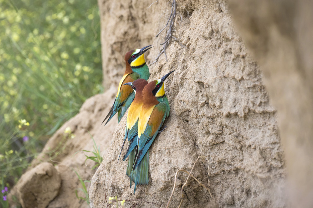 Fotó:: Adobe Stock