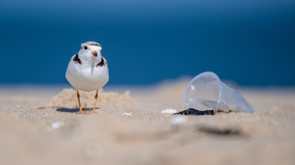 Fotó: Adobe Stock