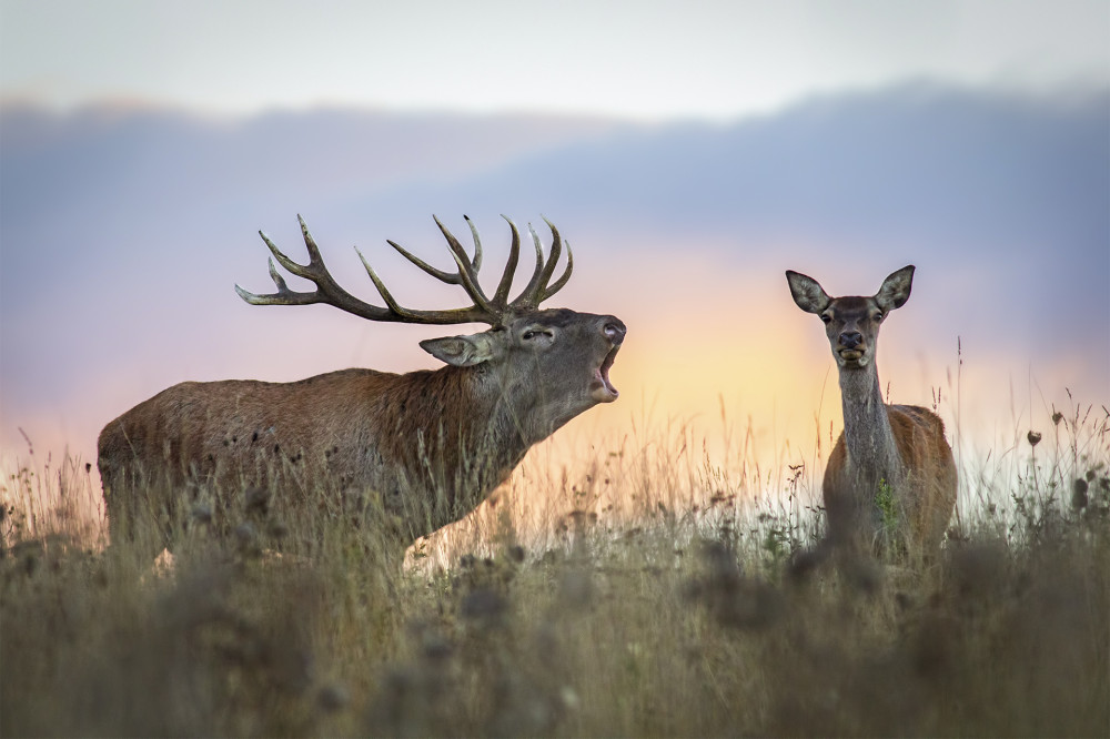 Fotó: Adobe Stock