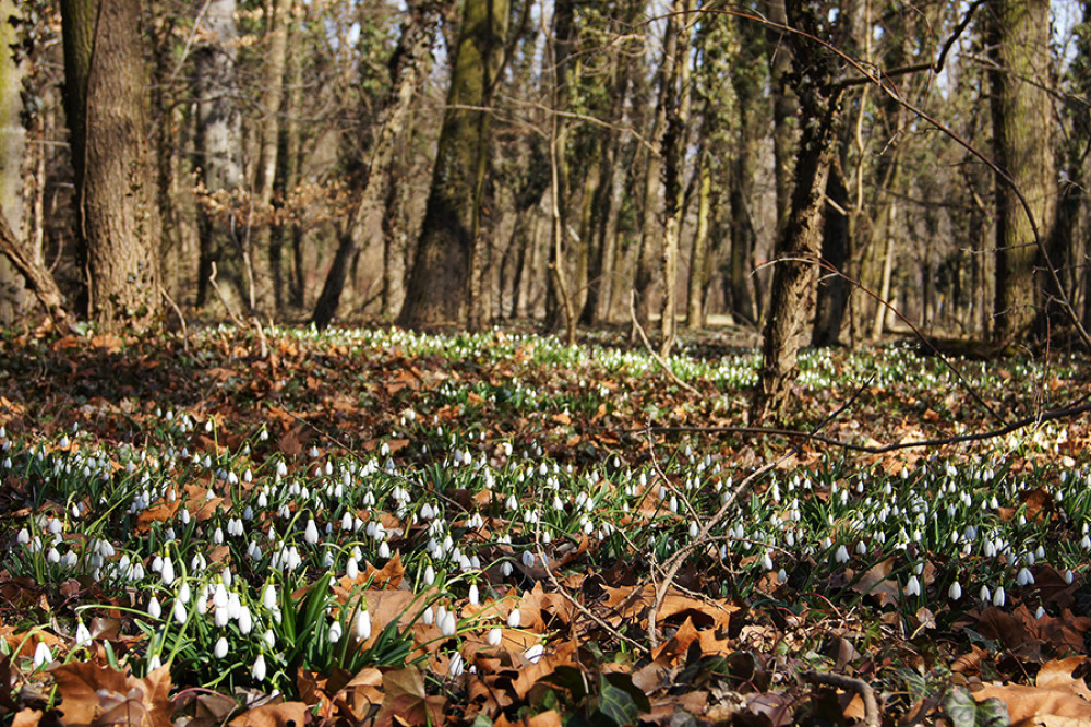 Fotó: alcsuti-arboretum.hu