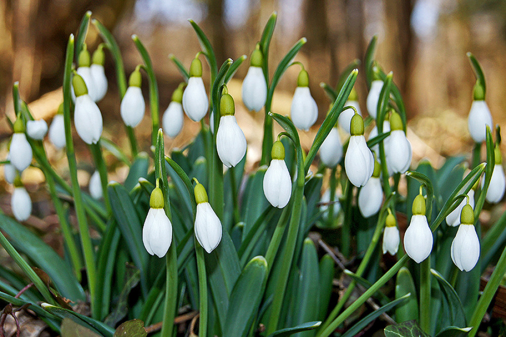 Fotó: alcsuti-arboretum.hu