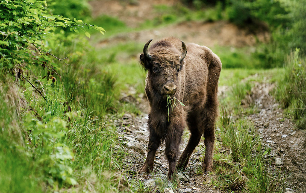 Fotó: Bogdan Comanescu / Rewilding Europe