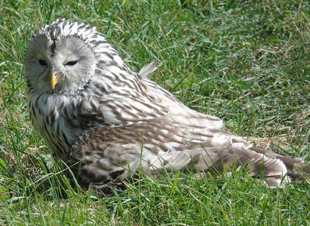 Fotó: Bozó László / Körös-Maros Nemzeti Park