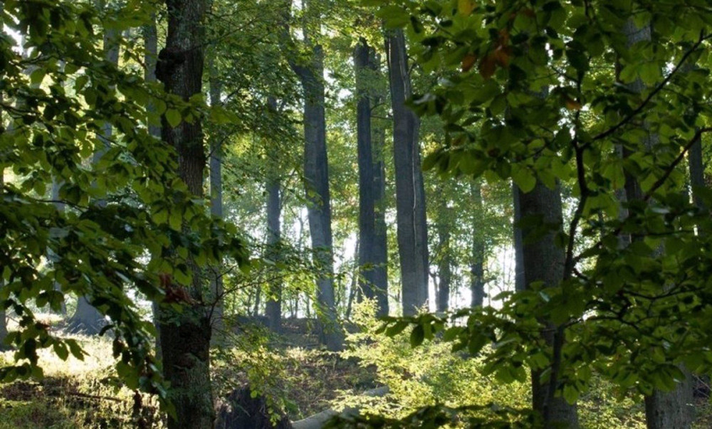 Fotó: Bükki Nemzeti Park