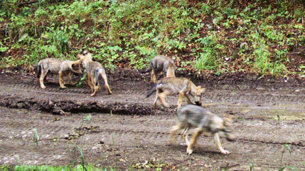 Fotó: Bükki Nemzeti Park Igazgatóság