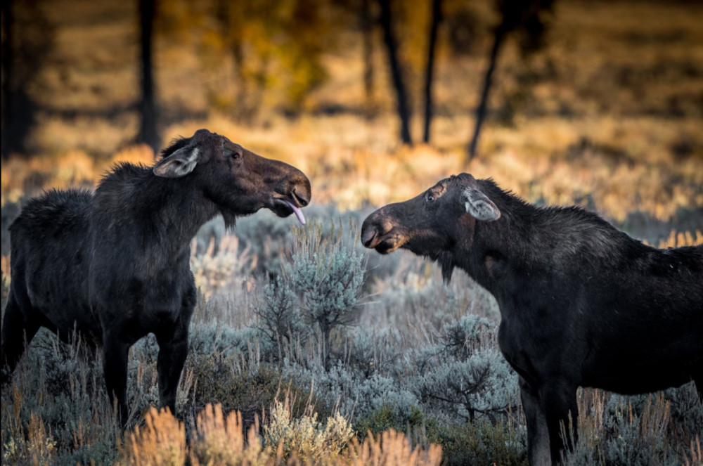 Fotó: Comedy Wildlife Photography Awards / Barney Koszalka 