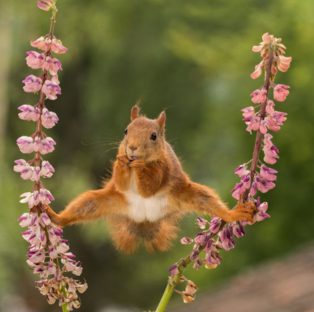 Fotó: Comedy Wildlife Photography Awards / Geert Weggen - Split 