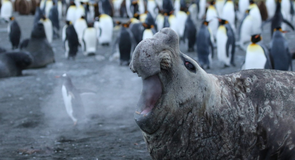 Fotó: Comedy Wildlife Photography Awards / Jackie Downey - Walrus breath