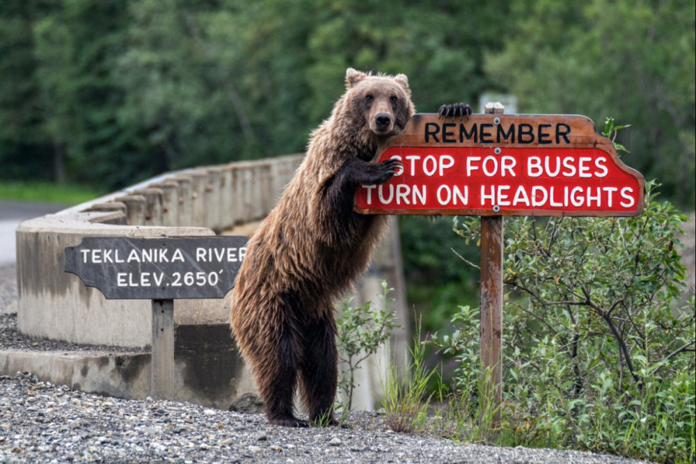 Fotó: Comedy Wildlife Photography Awards / Jonathan Irish - Drive safe