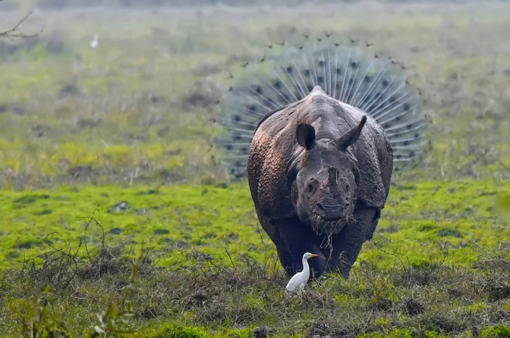 Fotó: Comedy Wildlife Photography Awards / Kallo Mukherjee - Rhinopeocock.