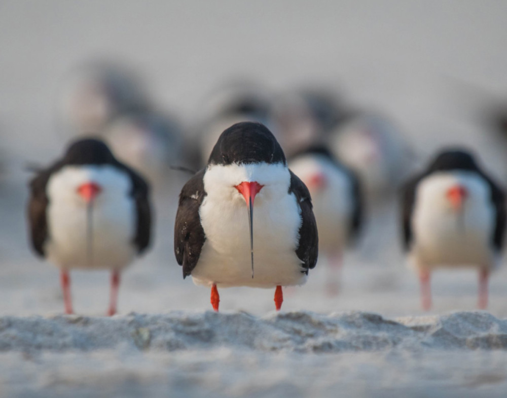 Fotó: Comedy Wildlife Photography Awards / Ke Qiang Ruan - The black skimmer gang 