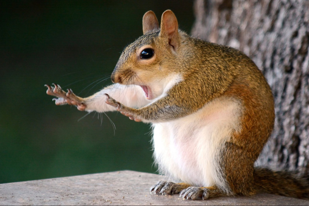 Fotó: Comedy Wildlife Photography Awards / Mary Mcgowan - Caught in the act