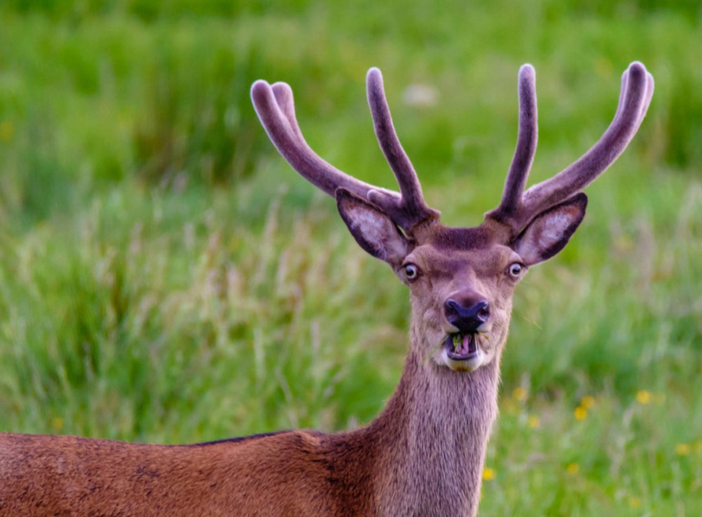 Fotó: Comedy Wildlife Photography Awards / Robert Adamson - Cheeky