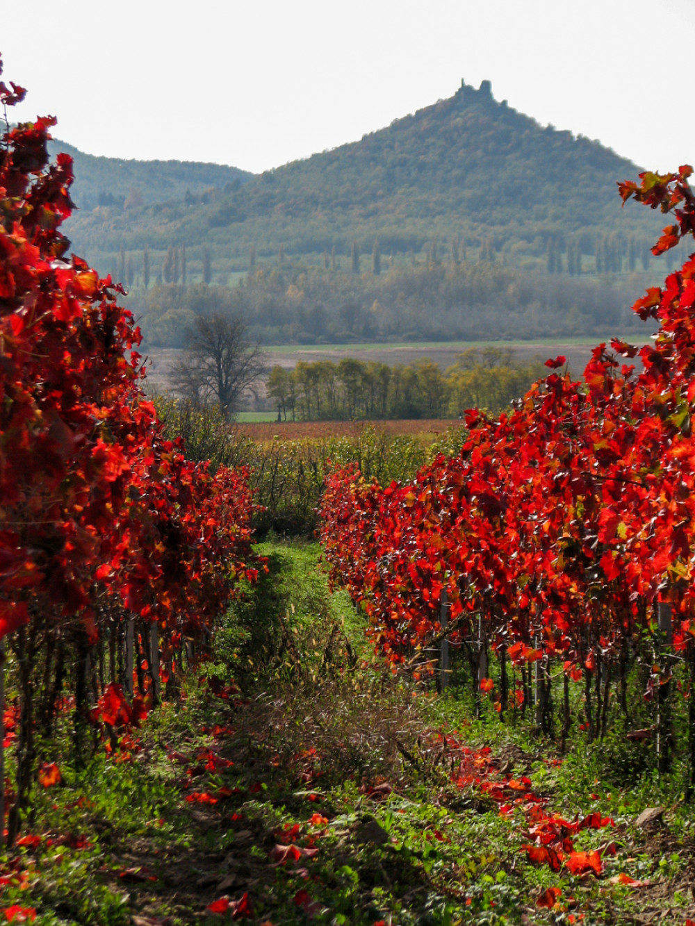 Fotó: Csernus L. Gábor