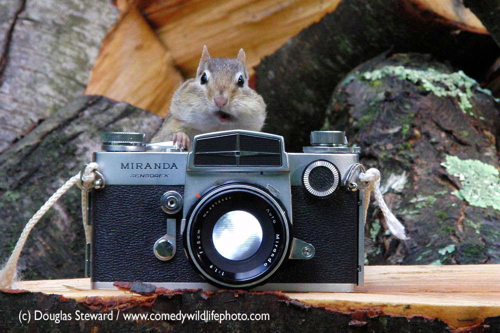 Fotó: Douglas Steward: Chipmonk